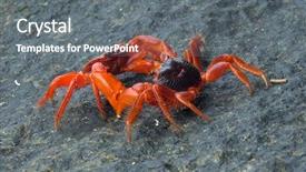  Presentation with crabs - Amazing slide deck having two red crabs fighting backdrop and a gray colored foreground