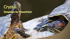  Presentation with rock - Theme with two red eared slider turtles background and a tawny brown colored foreground