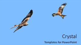 Presentation with birds flying - Audience pleasing PPT layouts consisting of two red kite eagles birds backdrop and a light gray colored foreground