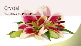  Presentation with lily - Slide set consisting of two red lily flowers isolated on white background background and a lemonade colored foreground