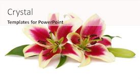  Presentation with bud - Theme enhanced with two red lily flowers and green bud isolated on white background background and a sky blue colored foreground