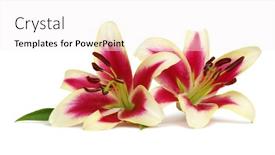  Presentation with bud - Colorful slide set enhanced with two red lily flowers and green bud isolated on white background backdrop and a sky blue colored foreground