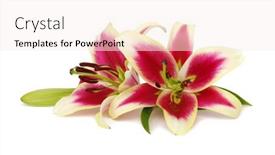  Presentation with lily - PPT theme having two-red-lily-flowers background and a sky blue colored foreground