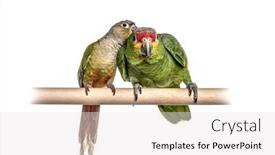  Presentation with birds - Beautiful presentation theme featuring two-red-lored-amazon-birds backdrop and a white colored foreground