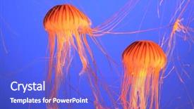  Presentation with jellyfish - Slide deck having orange jellyfish with thin feeler background and a cobalt blue colored foreground