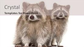  Presentation with together - Colorful slide deck enhanced with two-red-raccoons-standing-together backdrop and a soft green colored foreground