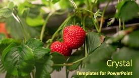  Presentation with greenhouse - Theme enhanced with two-red-ripe-strawberries-hanging background and a tawny brown colored foreground