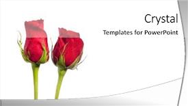  Presentation with white rose - Colorful presentation theme enhanced with two red roses isolated backdrop and a white colored foreground