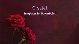 Presentation with roses - Beautiful slide set featuring two-red-roses-lie backdrop and a wine colored foreground