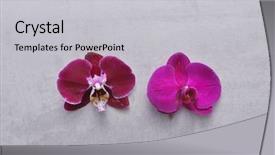  Presentation with orchid - Amazing PPT theme having two red white orchid flower backdrop and a light gray colored foreground