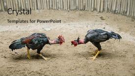  Presentation with fight - Slide set featuring two roosters ready to fight background and a mint green colored foreground