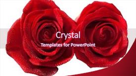  Presentation with water drops - Slide set having two roses with water drops background and a wine colored foreground