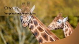  Presentation with two paths - Colorful theme enhanced with two-rothschild-giraffes-giraffa-camelopardalis backdrop and a gold colored foreground