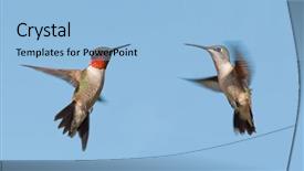  Presentation with flying - Amazing PPT layouts having two ruby-throated hummingbirds backdrop and a light blue colored foreground