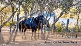  Presentation with tree river - PPT theme having two-saddled-horses-tight background and a coral colored foreground