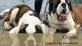  Presentation with pavement - Presentation enhanced with two saint bernard dogs lying background and a coral colored foreground