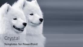  Presentation with dogs - Presentation with two samoyed dogs on grey background background and a light gray colored foreground