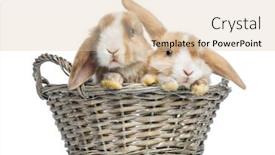  Presentation with mini power plant - Beautiful slide deck featuring two-satin-mini-lop-rabbits backdrop and a lemonade colored foreground