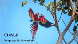  Presentation with law blue sky scales - Cool new PPT layouts with two scarlet macaw ara macao backdrop and a light blue colored foreground