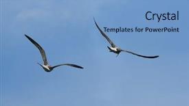  Presentation with seagull - Audience pleasing PPT theme consisting of two seagull flying backdrop and a light blue colored foreground