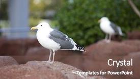  Presentation with seagull - Colorful theme enhanced with two seagull's one in focus and other in out of focus backdrop and a violet colored foreground