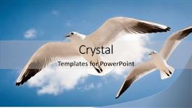  Presentation with white pigeon against the blue - PPT theme enhanced with two seagulls are flying background and a lemonade colored foreground