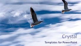  Presentation with fly - Beautiful slide deck featuring two-seagulls-fly-past backdrop and a sky blue colored foreground
