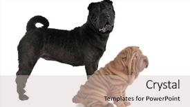  Presentation with pei - PPT layouts enhanced with two shar-pei dogs - puppy background and a soft green colored foreground
