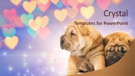  Presentation with pei - Presentation enhanced with shar-pei puppies in love background and a lemonade colored foreground