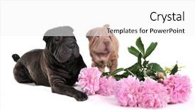  Presentation with pei - Beautiful presentation theme featuring two shar-pei with awesome rose flowers backdrop and a white colored foreground