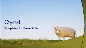  Presentation with sheep flock lambs standing - PPT layouts having two sheep standing background and a sky blue colored foreground