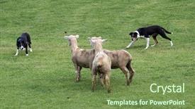  Presentation with sheep - PPT theme with two sheepdogs working three sheep background and a tawny brown colored foreground