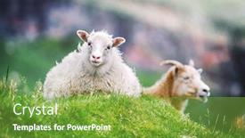  Presentation with denmark - Slide set consisting of two-sheeps-on-green-grass background and a seafoam green colored foreground
