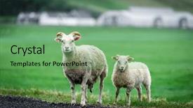  Presentation with green cities - Amazing slide deck having two sheeps on green meadow backdrop and a seafoam green colored foreground