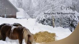  Presentation with eating - PPT theme having two-shetland-ponies-eating-outside background and a light gray colored foreground