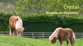  Presentation with scotland - Presentation featuring two shetland ponies grazing peacefully background and a tawny brown colored foreground
