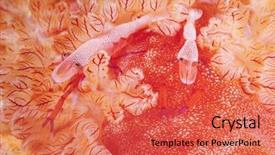  Presentation with spanish colonization in the philippines - Audience pleasing theme consisting of two shrimps on spanish dancer backdrop and a  colored foreground