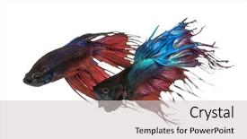  Presentation with betta fish - Presentation theme with betta splendens isolated on white background and a light gray colored foreground