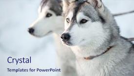  Presentation with dog sled - PPT theme consisting of two siberian husky dogs closeup background and a sky blue colored foreground