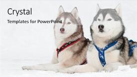 Presentation with dog sled - Cool new slides with two siberian husky sled dog backdrop and a white colored foreground