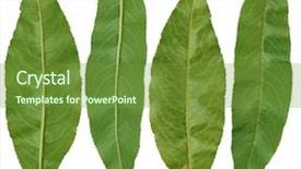  Presentation with peace education two smiley hands - Beautiful presentation featuring two sides of peach leaf backdrop and a tawny brown colored foreground