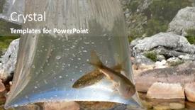  Presentation with plastic bag - Cool new presentation design with two small fish caught in plastic bag beside mountain pool backdrop and a gray colored foreground