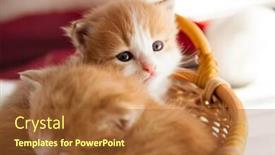  Presentation with ginger - Colorful PPT theme enhanced with two small ginger kitten in the basket in home backdrop and a red colored foreground