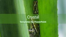  Presentation with frogs - PPT theme consisting of two small green frogs sitting on the leaf madagascar background and a forest green colored foreground