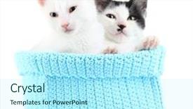  Presentation with knitting - Colorful presentation theme enhanced with two small kitten in blue knitting basket isolated on white backdrop and a arctic colored foreground
