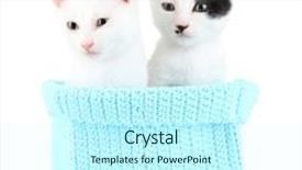  Presentation with knitting - Slide set consisting of two small kitten in blue knitting basket isolated on white background and a cool aqua colored foreground