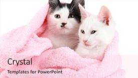  Presentation with pink white - Cool new presentation design with two small kitten in pink backdrop and a  colored foreground