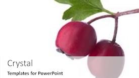  Presentation with green tree - Audience pleasing PPT layouts consisting of two-small-red-hawthorn backdrop and a white colored foreground