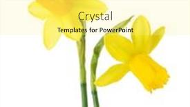  Presentation with narcissus - PPT theme enhanced with two-small-yellow-narcissus-isolated background and a blonde colored foreground