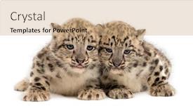  Presentation with snow - PPT theme featuring two-snow-leopard-cubs-panthera background and a coral colored foreground